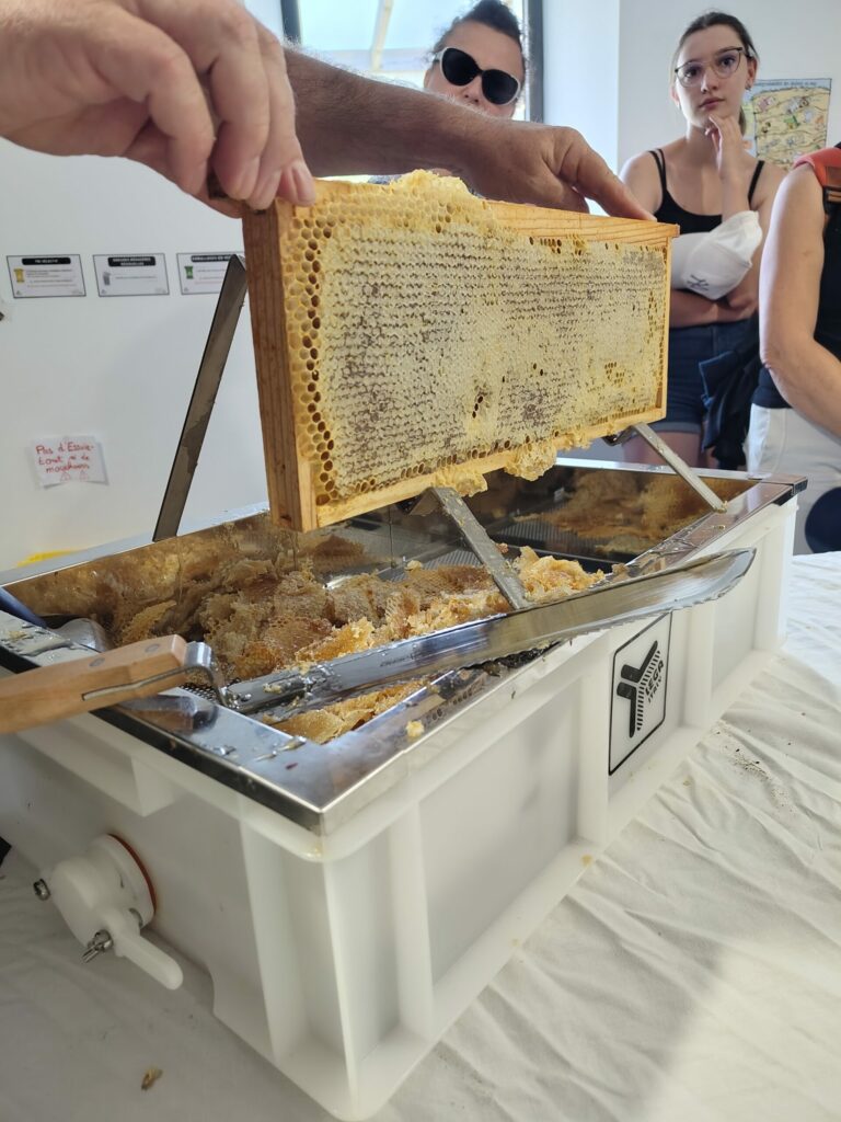 Extraction du miel d’été : une animation gourmande et pédagogique à la Maison de la Terre